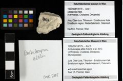 Foto (Objekt + Etiketten) von Ambulocapsa altilis (Robins et al., 2013) 